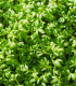 BIO Řeřicha Kresso - Lepidium sativum - bio semena - 150 ks