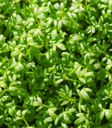 BIO semena řeřichy – BIO Řeřicha Kresso – Lepidium sativum