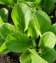 Zelená hořčice Komatsuna - Brassica rapa var. komatsuna - semena - 20 ks