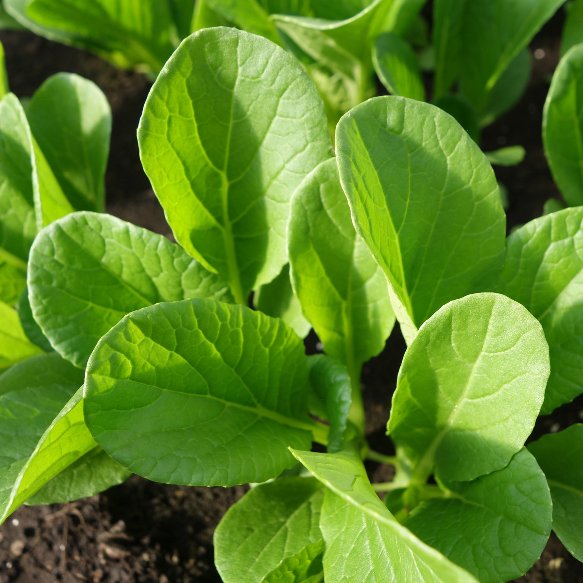 Zelená hořčice Komatsuna - Brassica rapa var. komatsuna - semena - 20 ks