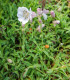 Silenka nadmutá Stridolo - Silene inflata - semena - 380 ks
