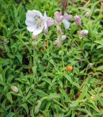 Silenka nadmutá Stridolo - Silene inflata - semena - 380 ks