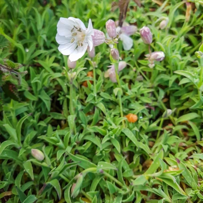 Silenka nadmutá Stridolo - Silene inflata - semena - 380 ks