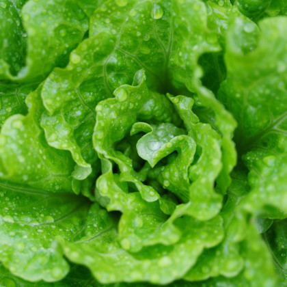 Salát hlávkový letní - Kagraner - semena Salátu - 300 ks