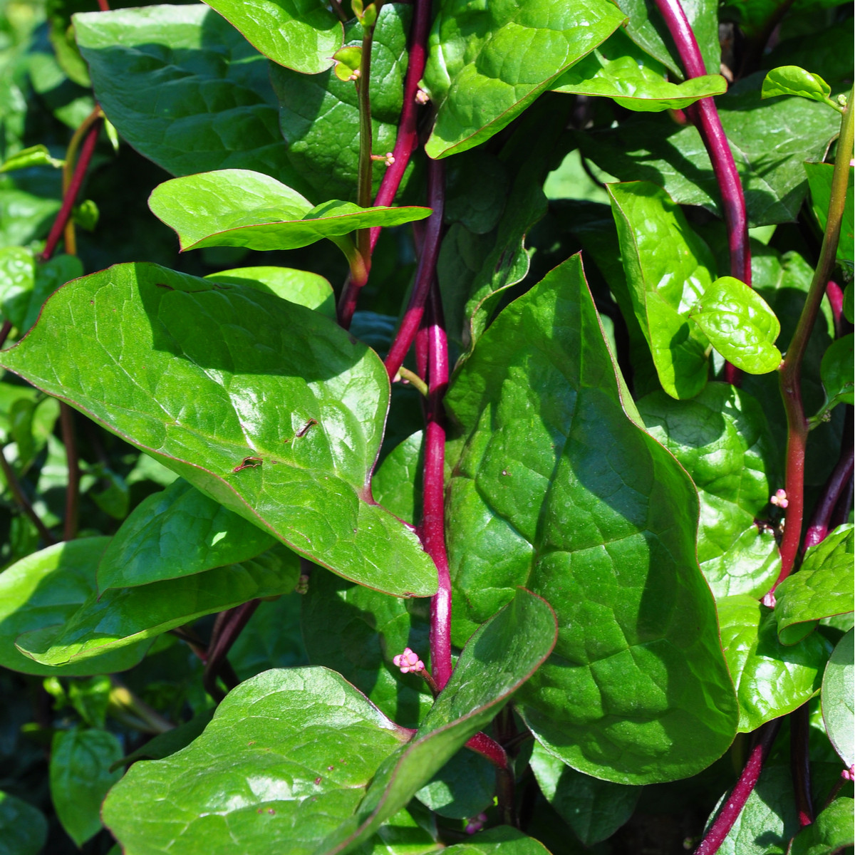 Malabarský špenát Bazela - Basella alba - semena - 17 ks