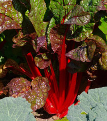 Mangold řapíkatý červený - Beta vulgaris - semena - 50 ks