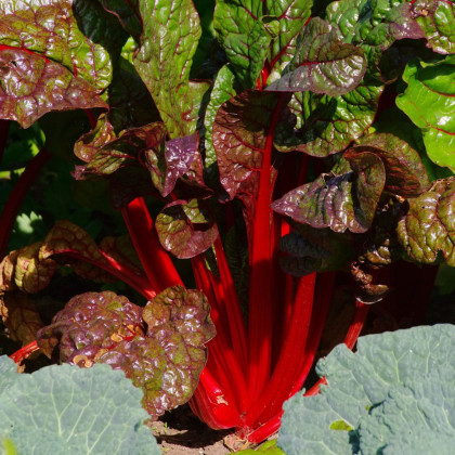 Mangold řapíkatý červený - Beta vulgaris - semena - 50 ks