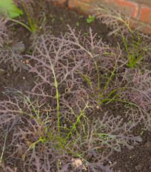 Rukola Agano - Brassica juncea - semena - 150 ks