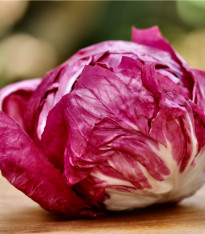 Čekanka salátová Palla rosa - Cichorium intybus - semena - 200 ks
