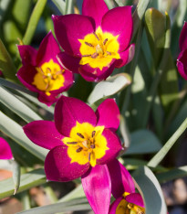 Tulupán Eastern Star - Tulipa - cibuloviny - 3 ks