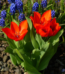 Tulipán vícekvětý praestans Zwanenburg var. – Tulipa – cibulky tulipánu