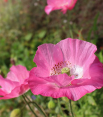 Mák Frosted Salmon - Papaver Somniflerum - semena - 10 ks