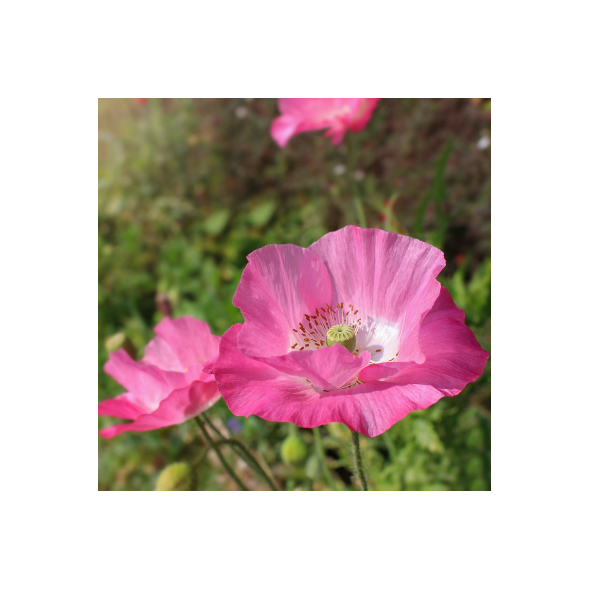 Mák Frosted Salmon - Papaver Somniflerum - semena - 10 ks