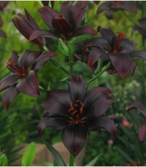 Lilie Black Charm - Lilium - 1 ks