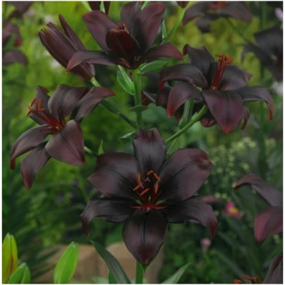 Lilie Black Charm - Lilium - 1 ks