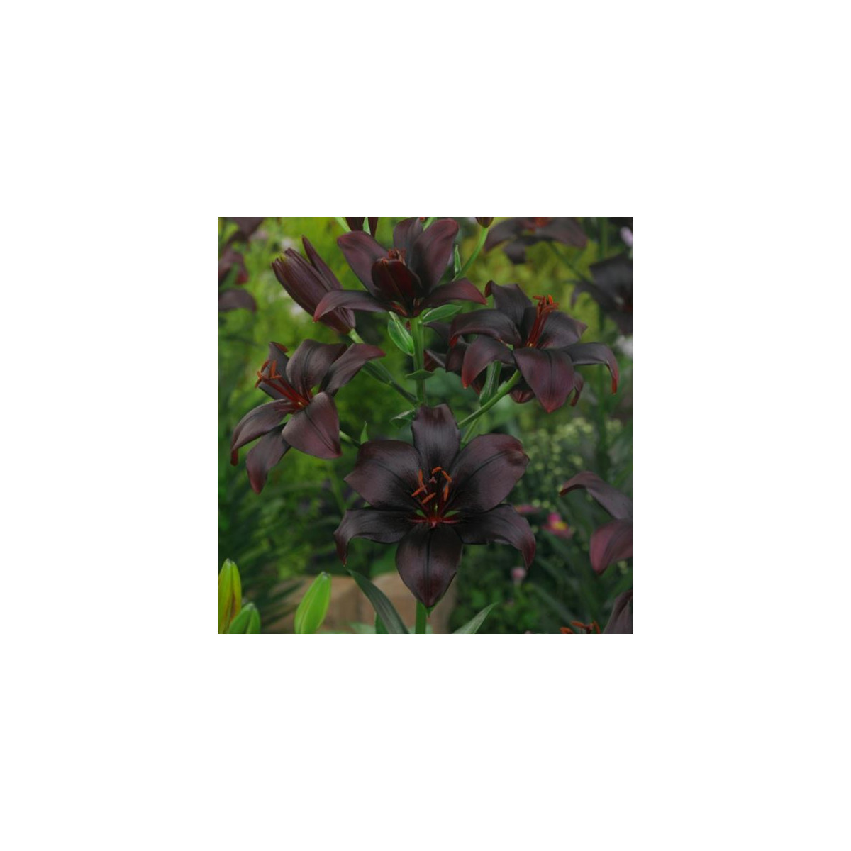 Lilie Black Charm - Lilium - 1 ks