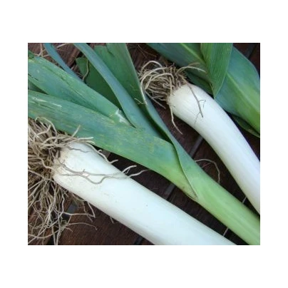 BIO Pór Belton F1 - bio semena - 10 ks