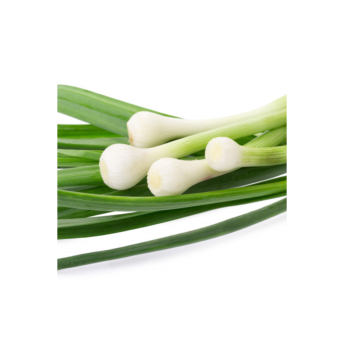 Pór Megaton F1 - semena - 10 ks