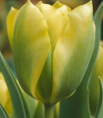Tulipán Formosa - Tulipa - cibuloviny - 3 ks