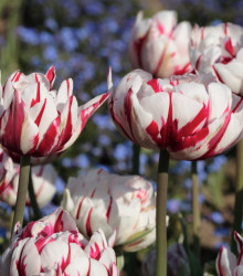 Tulipán Carnaval de Nice - Tulipa - cibuloviny - 3 ks