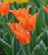 Tulipán Ballerina - Tulipa - cibuloviny - 3 ks