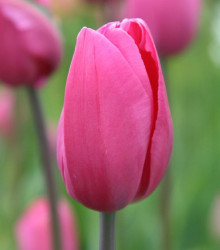 Tulipán Don Quichotte - Tulipa - cibuloviny - 3 ks