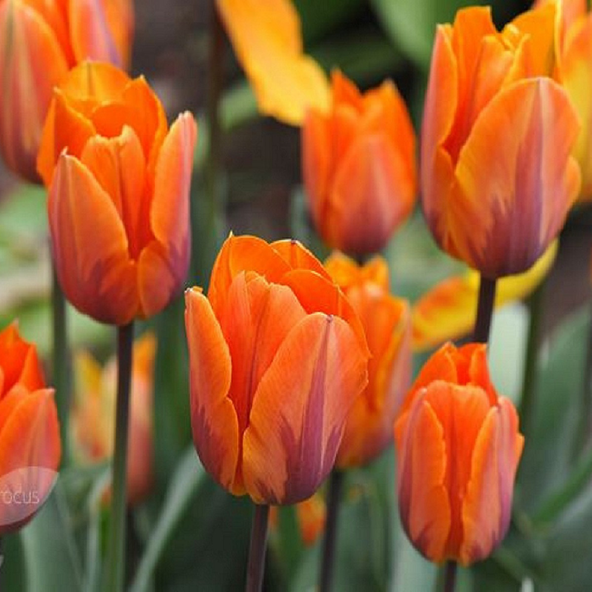 Tulipán Prinses Irene - Tulipa - cibuloviny - 3 ks