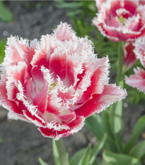 Tulipán Queensland - Tulipa - cibuloviny - 3 ks