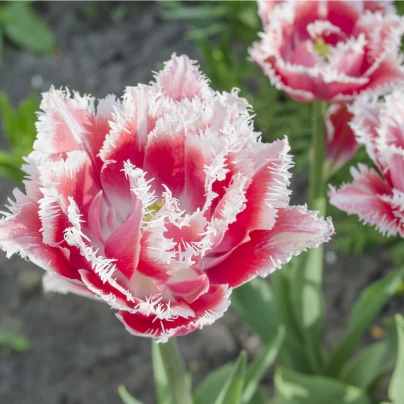 Tulipán Queensland - Tulipa - cibuloviny - 3 ks