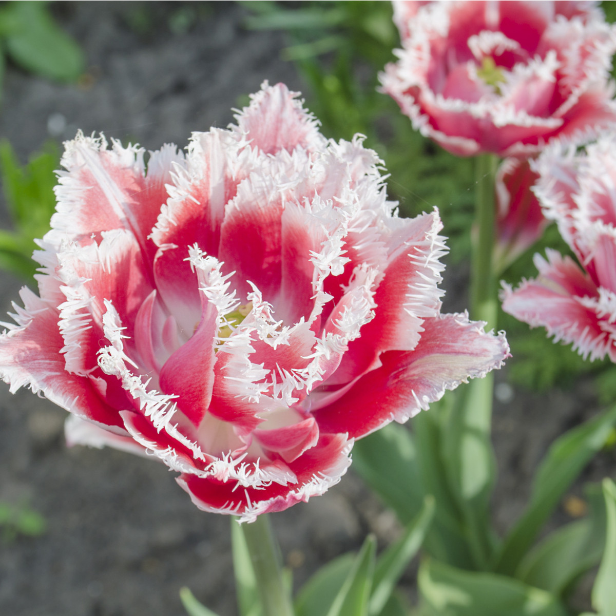 Tulipán Queensland - Tulipa - cibuloviny - 3 ks