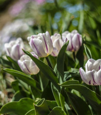 Tulipán Flaming Flag - Tulipa - cibuloviny - 3 ks