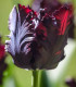 Tulipán Black Parrot - Tulipa - cibuloviny - 3 ks