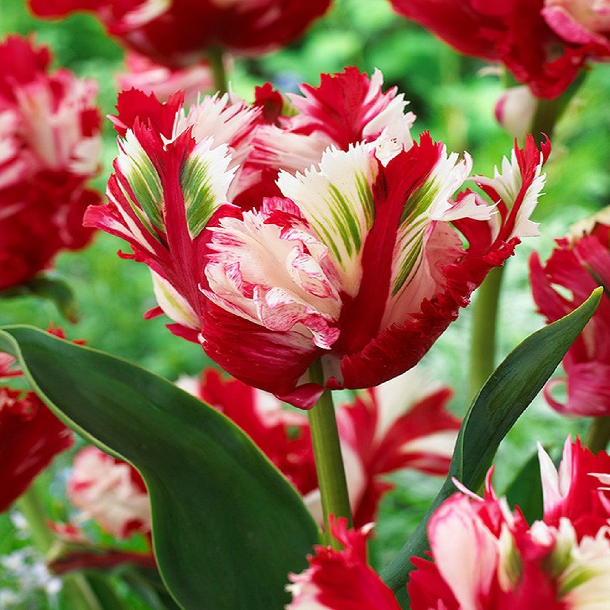 Tulipán Estella Rijnveld - Tulipa - cibuloviny - 3 ks