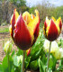 Tulipán Gavota - Tulipa - cibuloviny - 3 ks