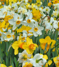 Směs narcisů - Narcissus - cibuloviny - 12 ks