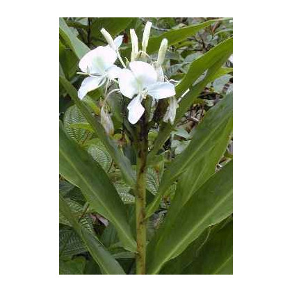 Semena zázvoru – Okrasný zázvor – Hedychium