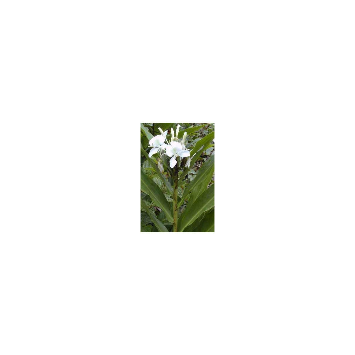 Okrasný zázvor - Hedychium - semena - 2 ks