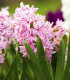 Hyacint Fondant - Hyacinthus fondante - cibuloviny - 1 ks