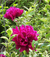 Pivoňka Karl Rosenfield - Paeonia lactiflora - cibuloviny - 1 ks