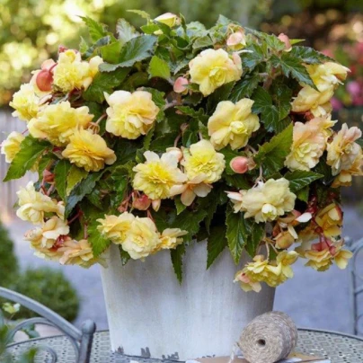 Begonie Sunny Dream - Begonia odorata - cibuloviny - 2 ks