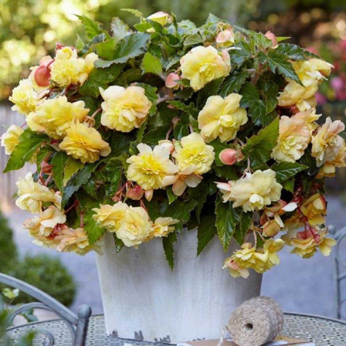 Begonie Sunny Dream - Begonia odorata - cibuloviny - 2 ks
