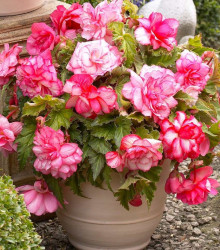 Begonie Pink Balcony - Begonia tuberhybrida - cibuloviny - 2 ks