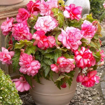 Begonie Pink Balcony - Begonia tuberhybrida - cibuloviny - 2 ks