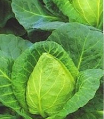 Zelí bílé velmi rané - Brassica oleracea - semena - 0,8 g
