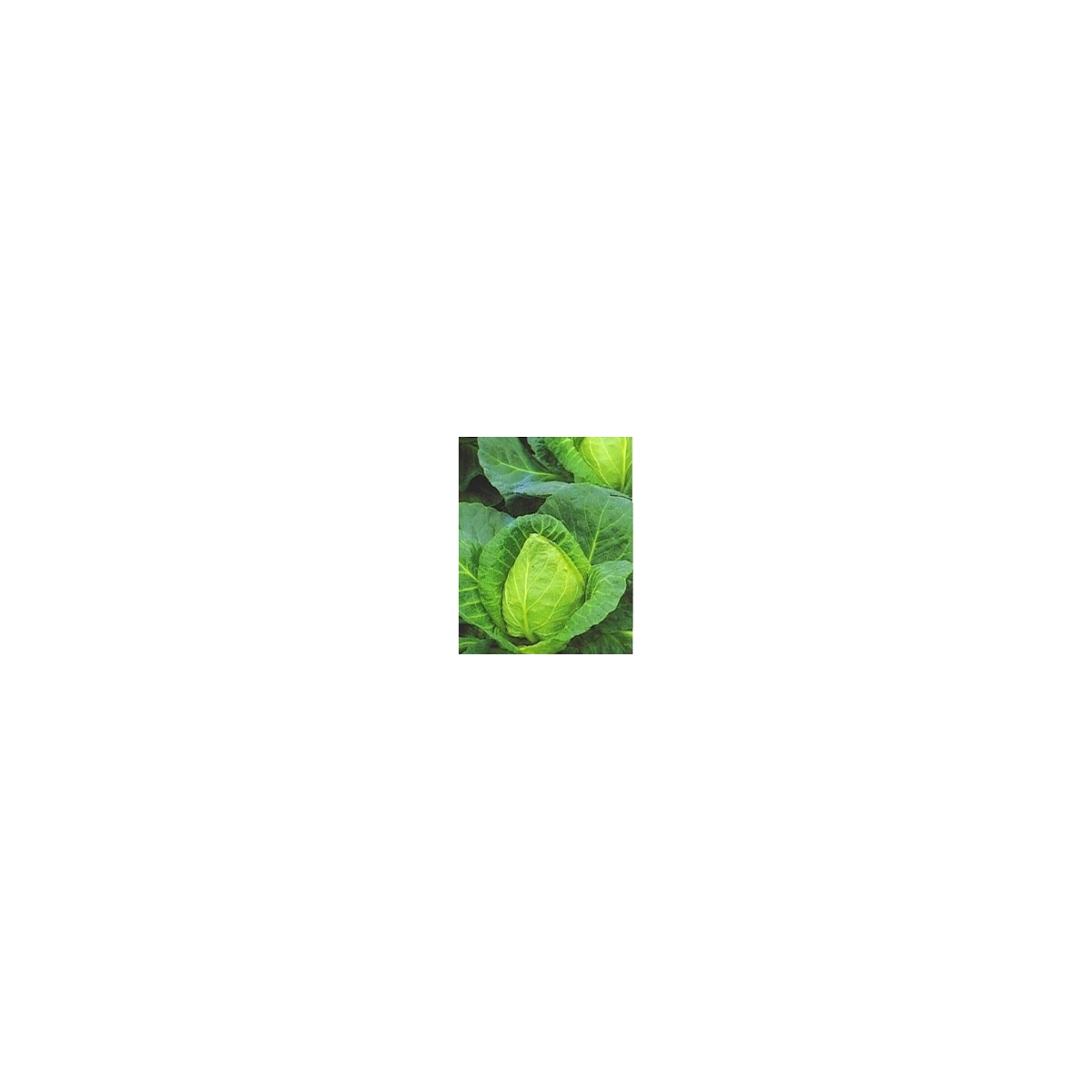 Zelí bílé - velmi rané - semena zelí - Brassica oleracea - 0,8 gr