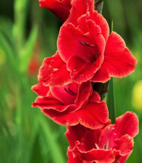 Mečík Atom - Gladiolus - cibuloviny - 3 ks