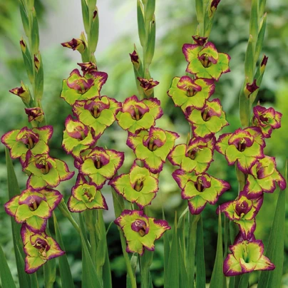 Mečík Flevo - Gladiolus - cibuloviny - 3 ks