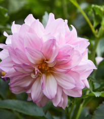 Jiřinka Bonesta - Dahlia - cibuloviny - 1 ks