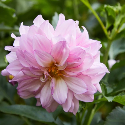 Jiřinka Bonesta - Dahlia - cibuloviny - 1 ks