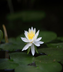 Lotos indický - Nelumbo nucifera - semena - 2 ks